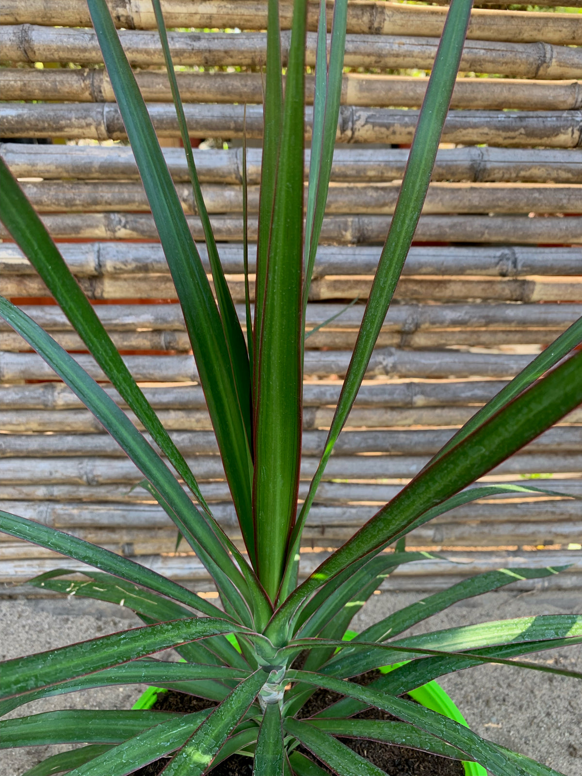 Dracena Marginata - Dracaena reflexa var. angustifolia
