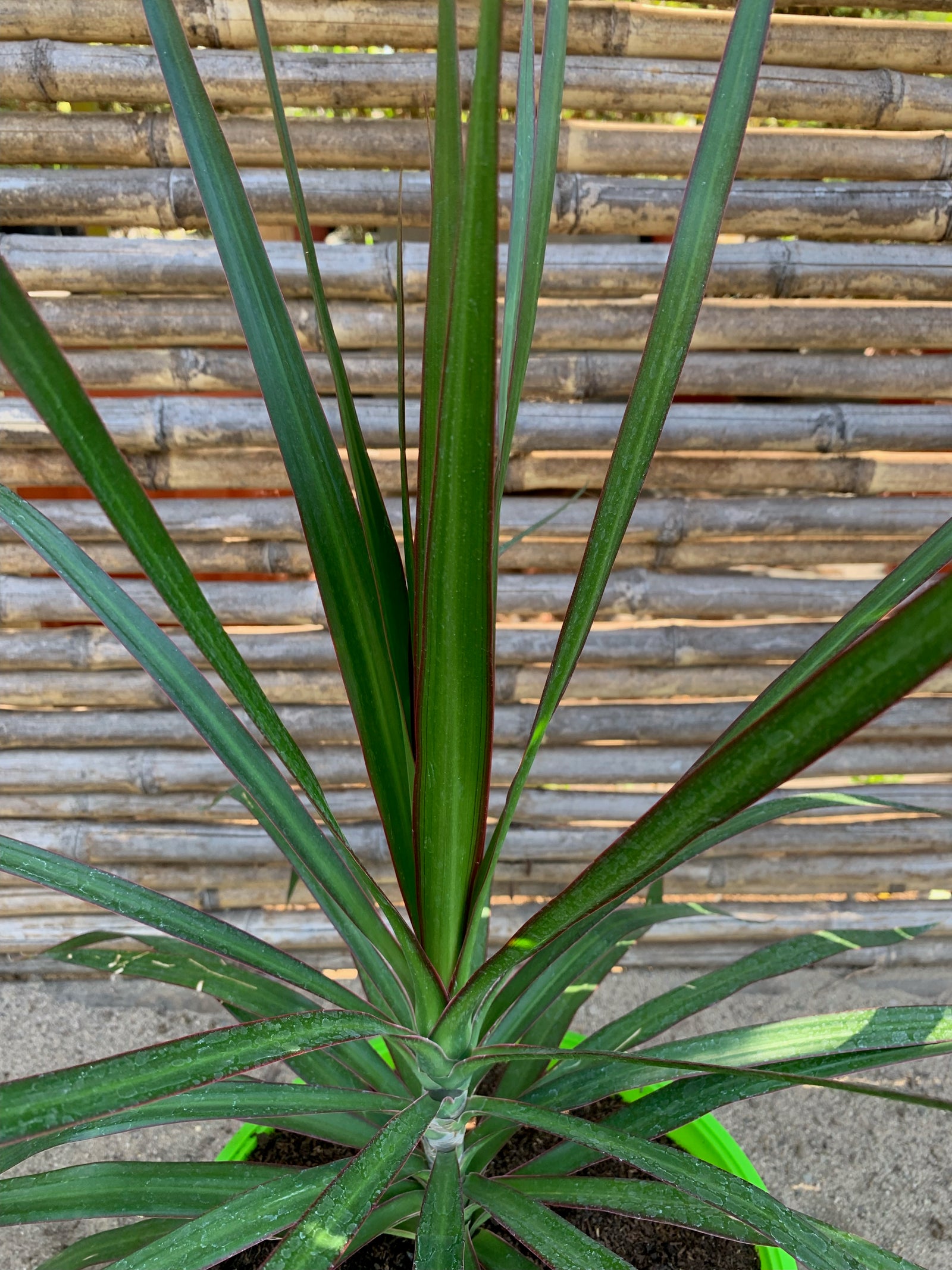 Dracena Marginata - Dracaena reflexa var. angustifolia