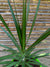 Dracena Marginata - Dracaena reflexa var. angustifolia