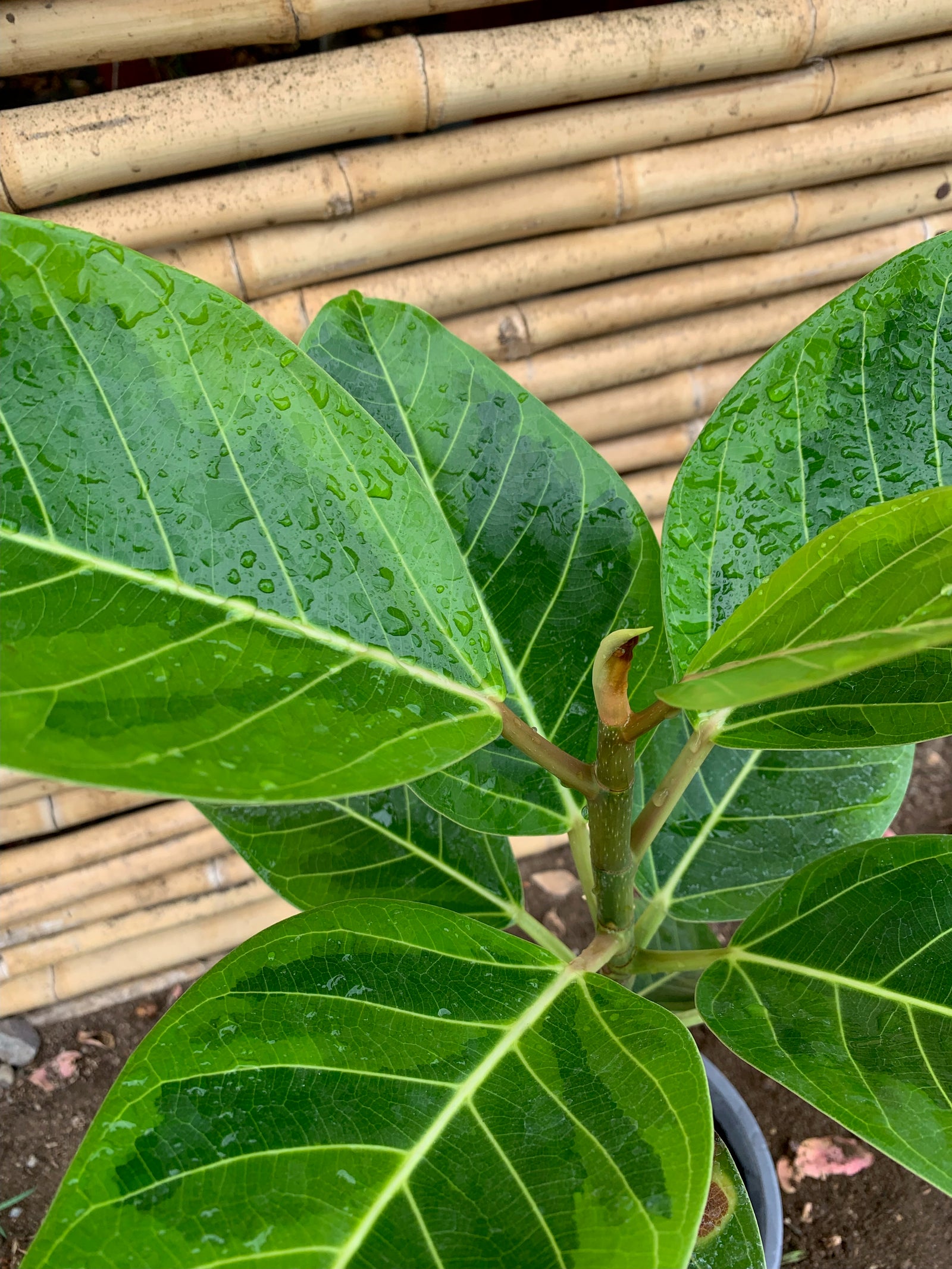 Gomero Altíssima - Ficus Altíssima