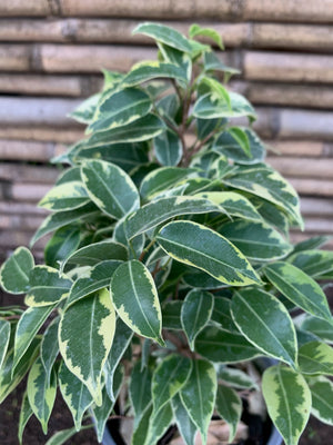 Ficus Bonsai variegado (20 cm.)