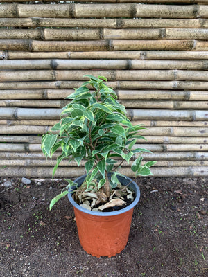 Ficus Bonsai variegado (20 cm.)