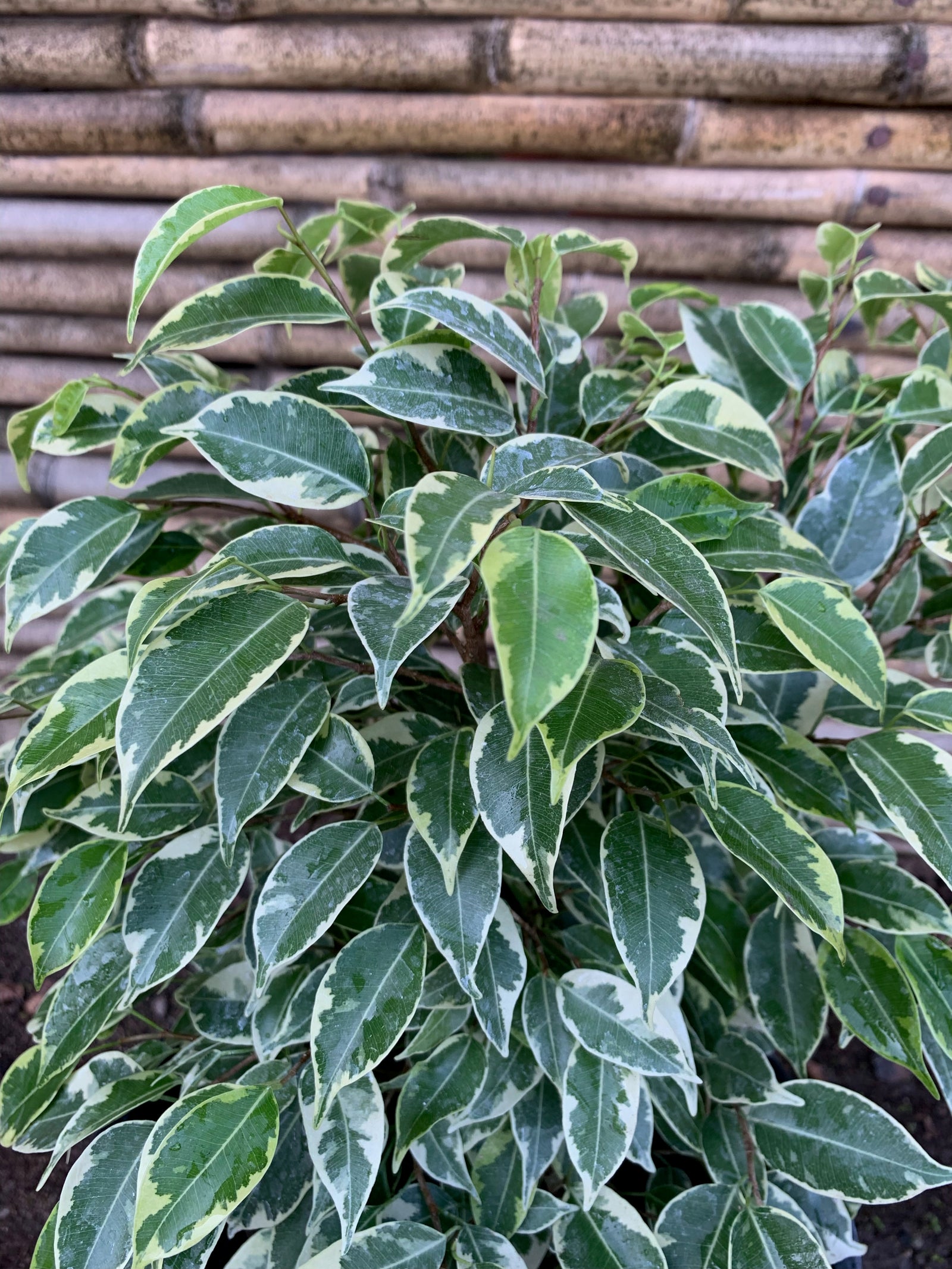 Ficus Bonsai variegado