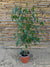 Ficus Danielle (0.7-0.8 m)