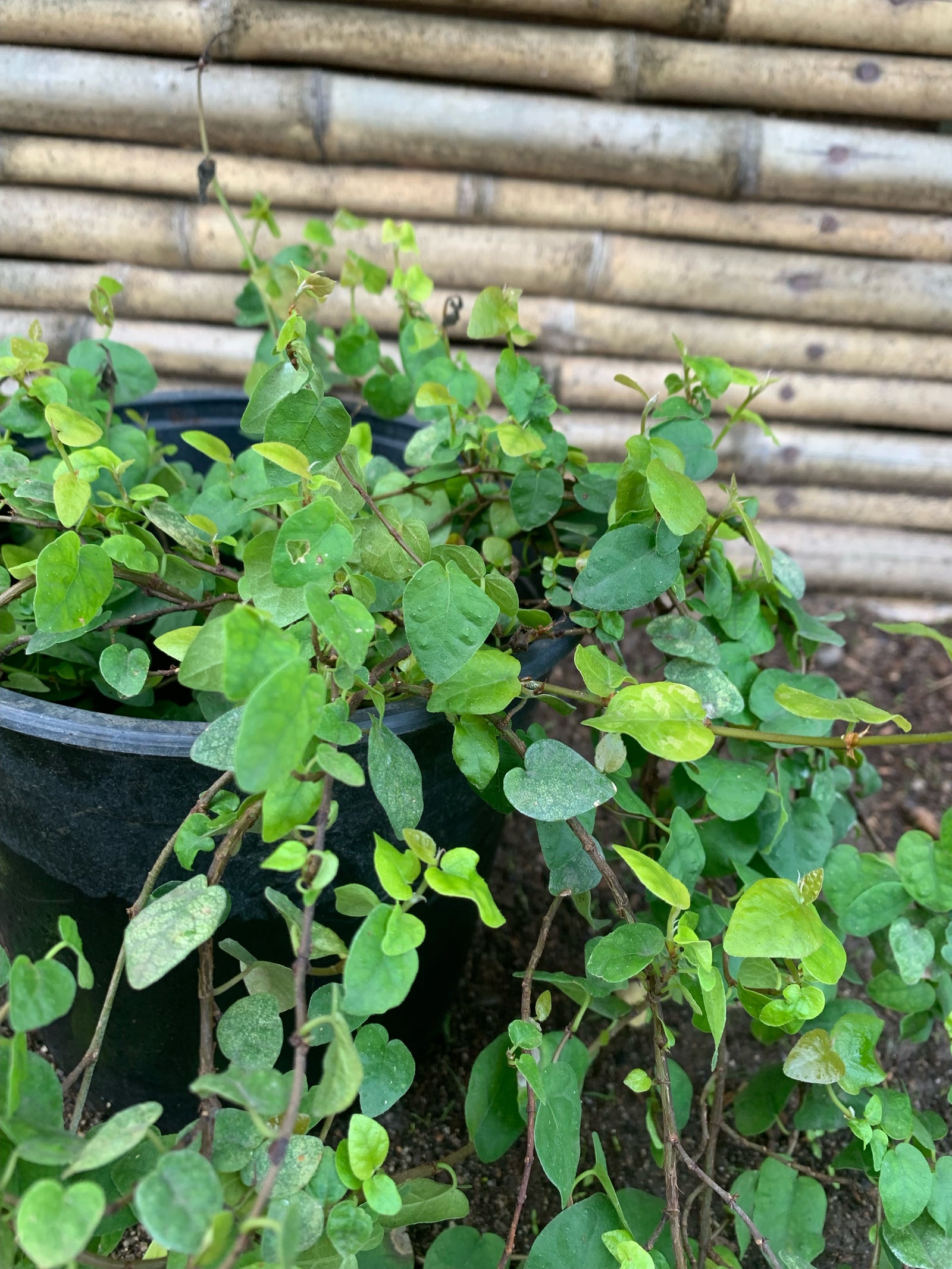 Ficus Rastrero - Ficus repens