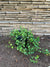 Ficus Rastrero - Ficus repens