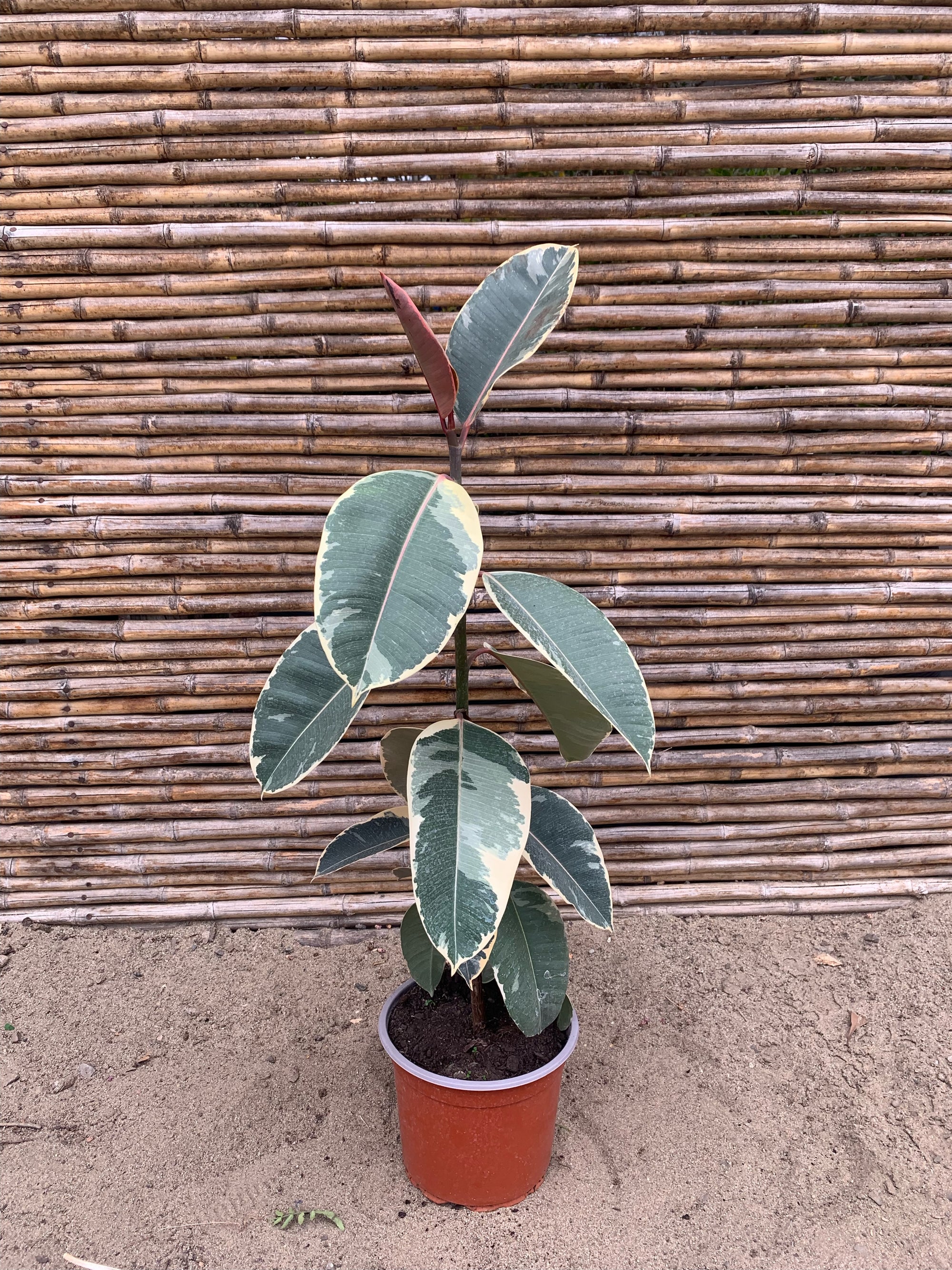 Gomero Tineke (2)- Ficus Tineke