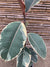 Gomero Tineke (2)- Ficus Tineke