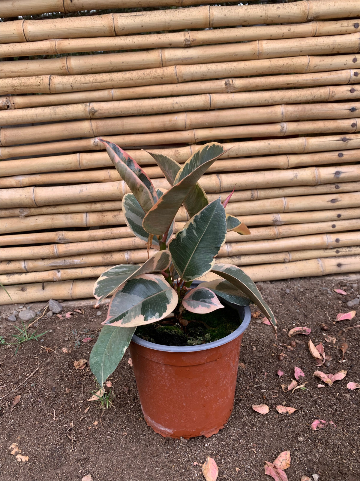 Gomero Tineke - Ficus Tineke