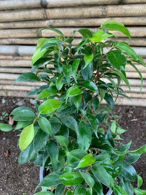 Ficus Bonsai  (25cm)