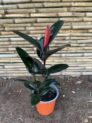 Gomero Rojo- Ficus Burgundy