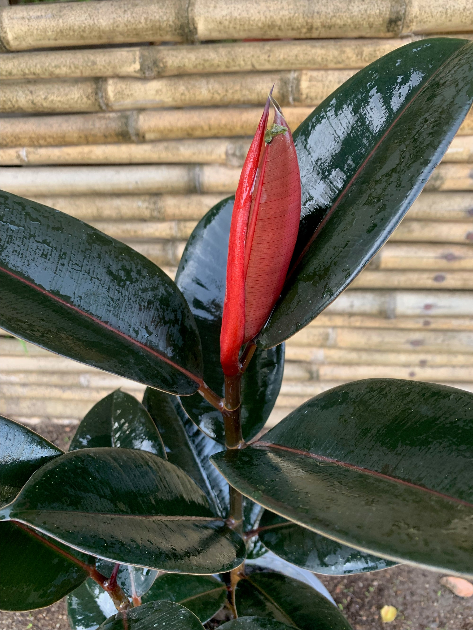 Gomero Rojo- Ficus Burgundy