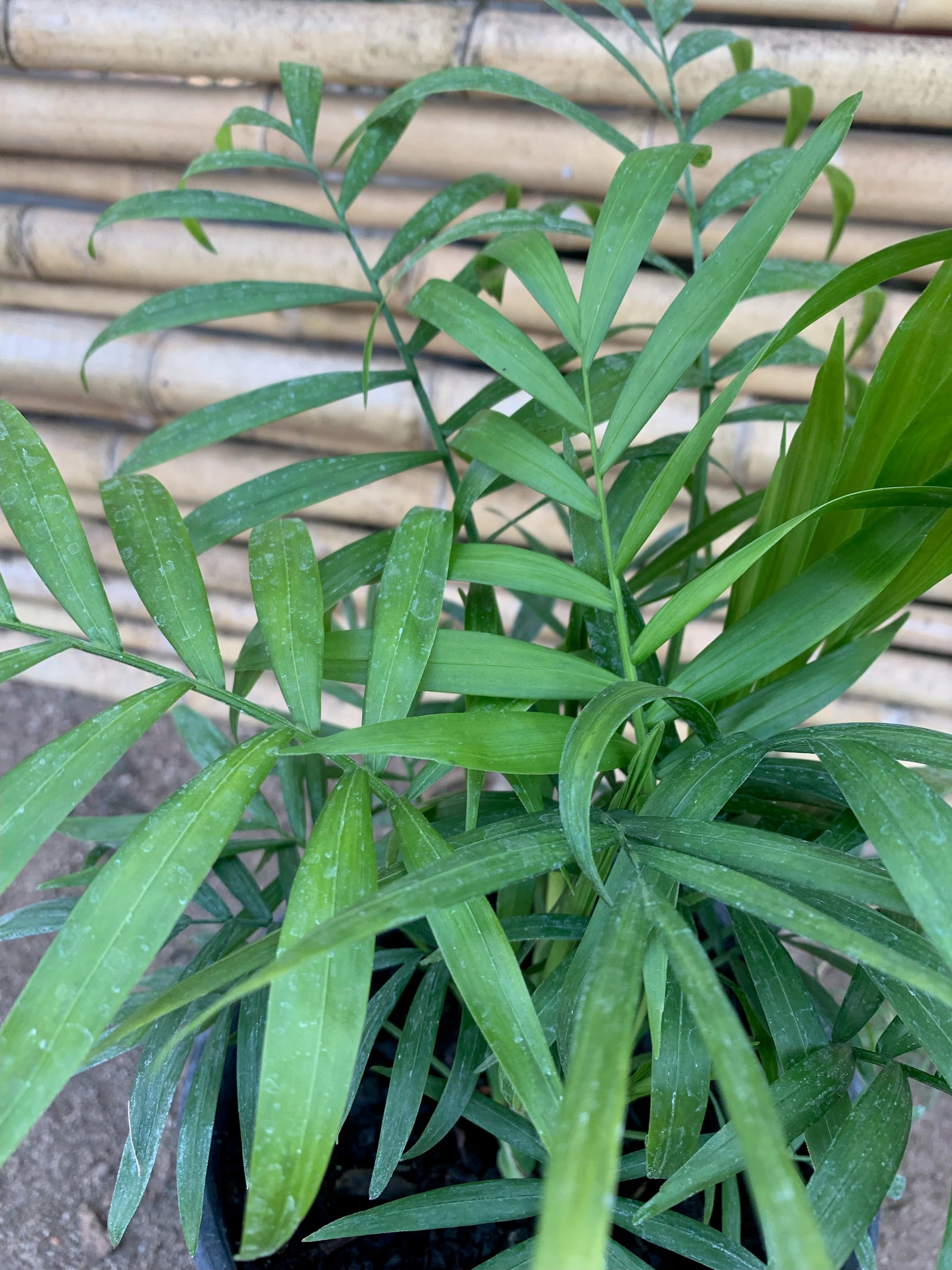 Palmera Chamaedorea Elegans (1)