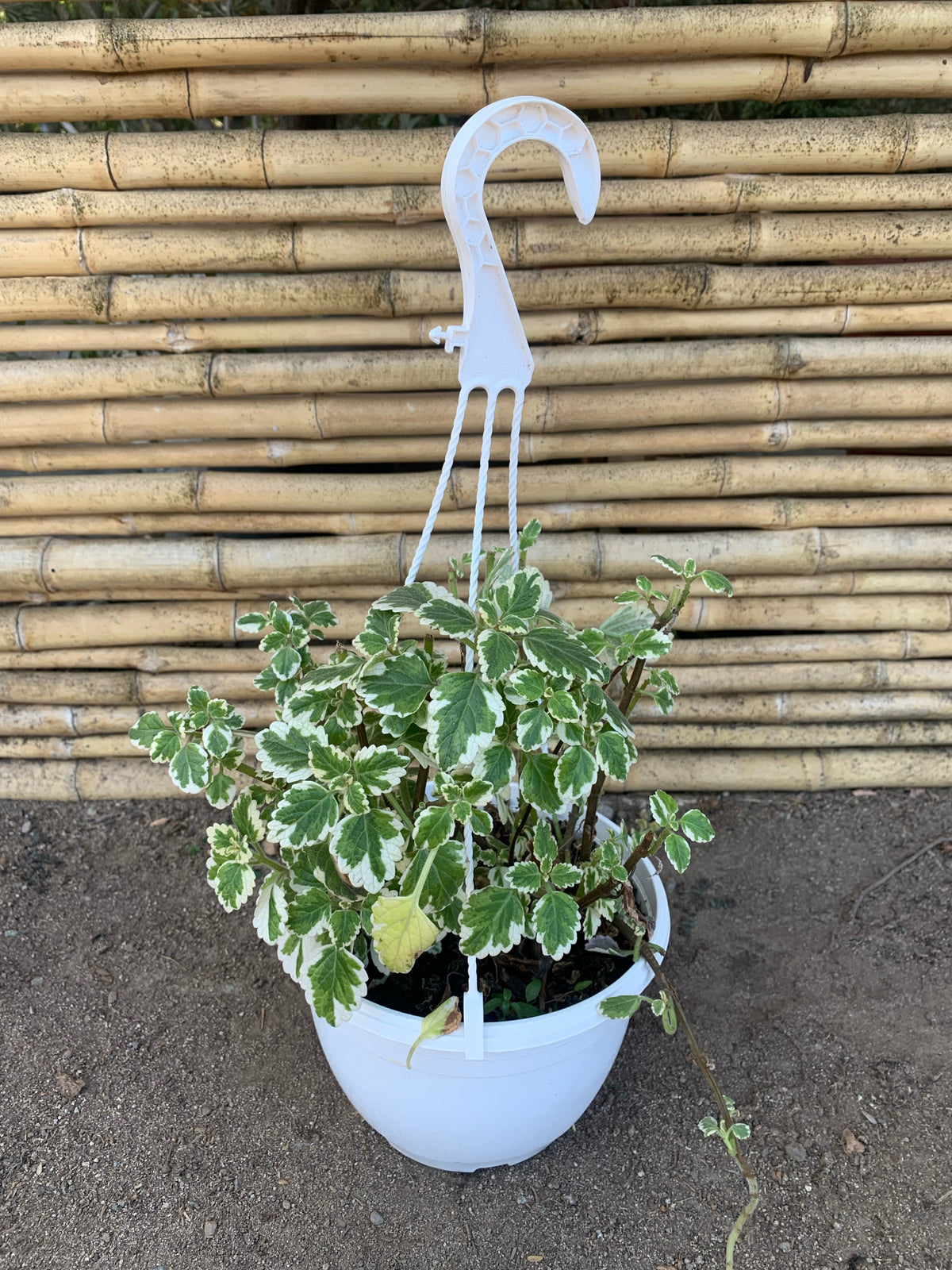 Planta de Incienso - Plectranthus coleoides