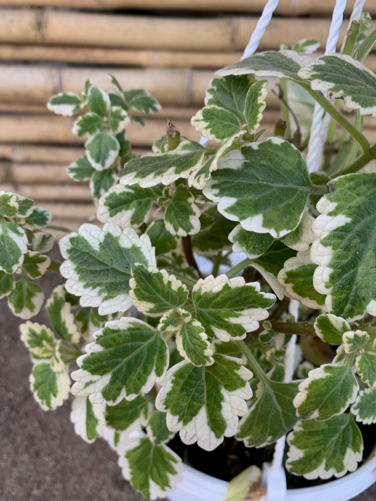 Planta de Incienso - Plectranthus coleoides