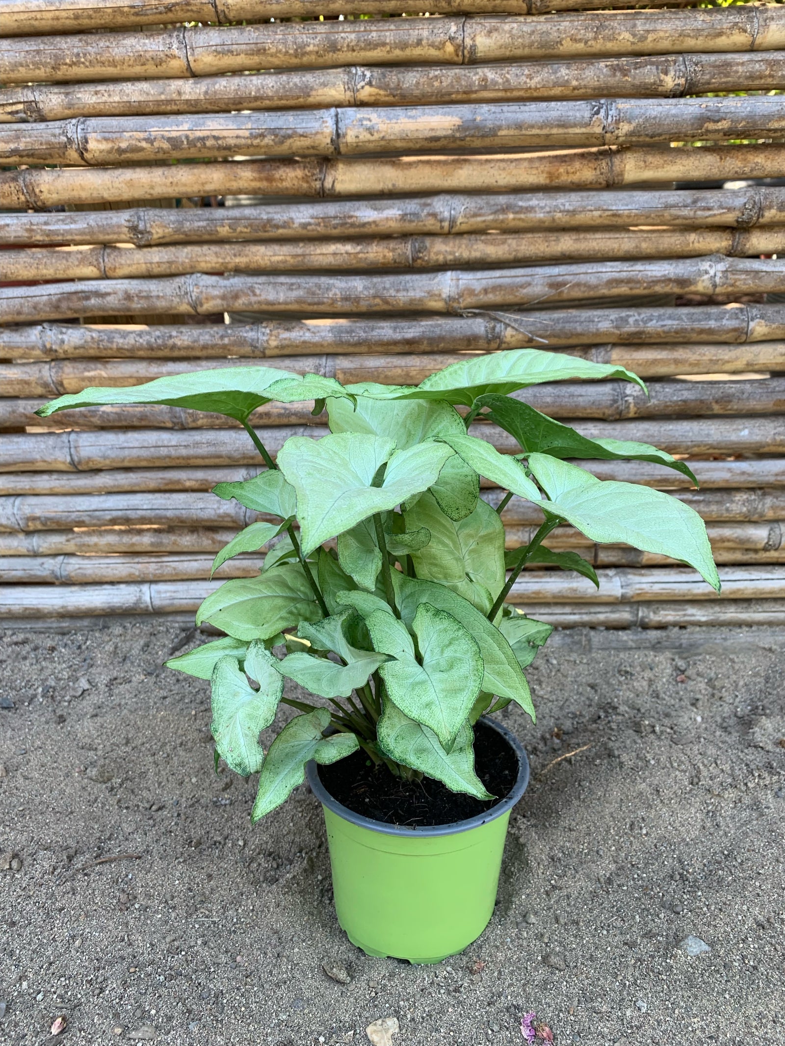 Singonio - Syngonium