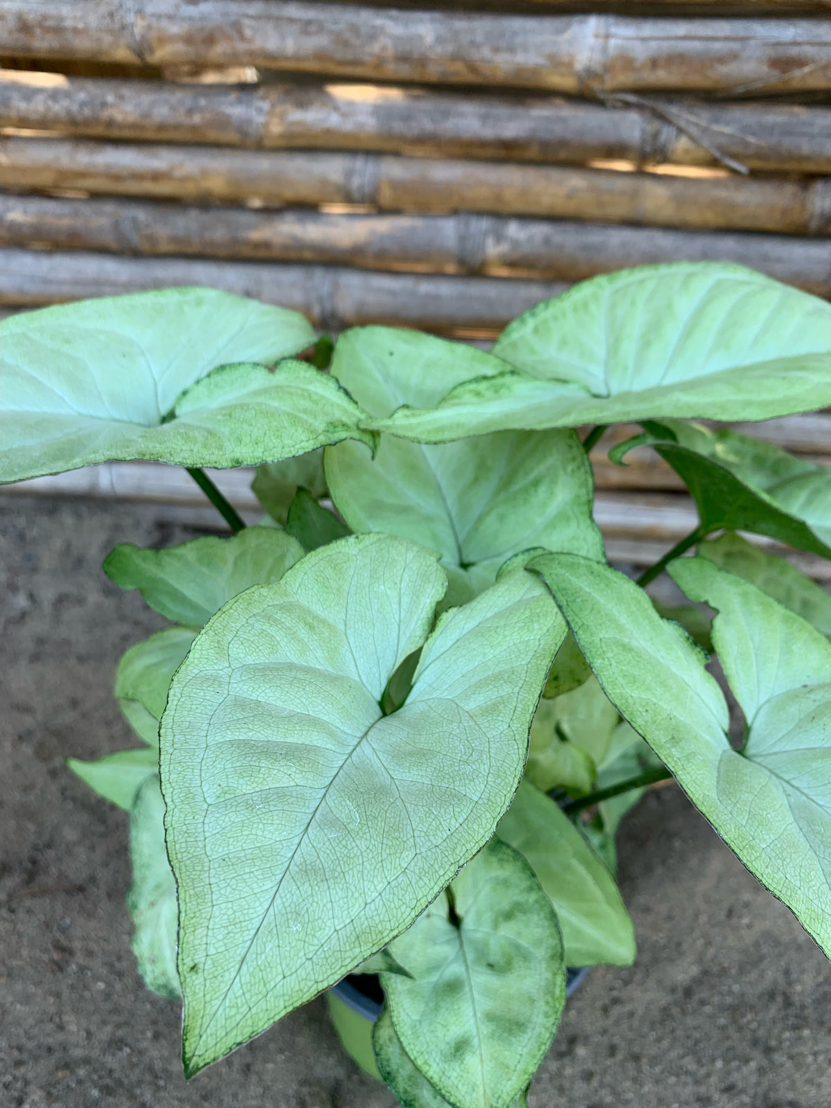 Singonio - Syngonium