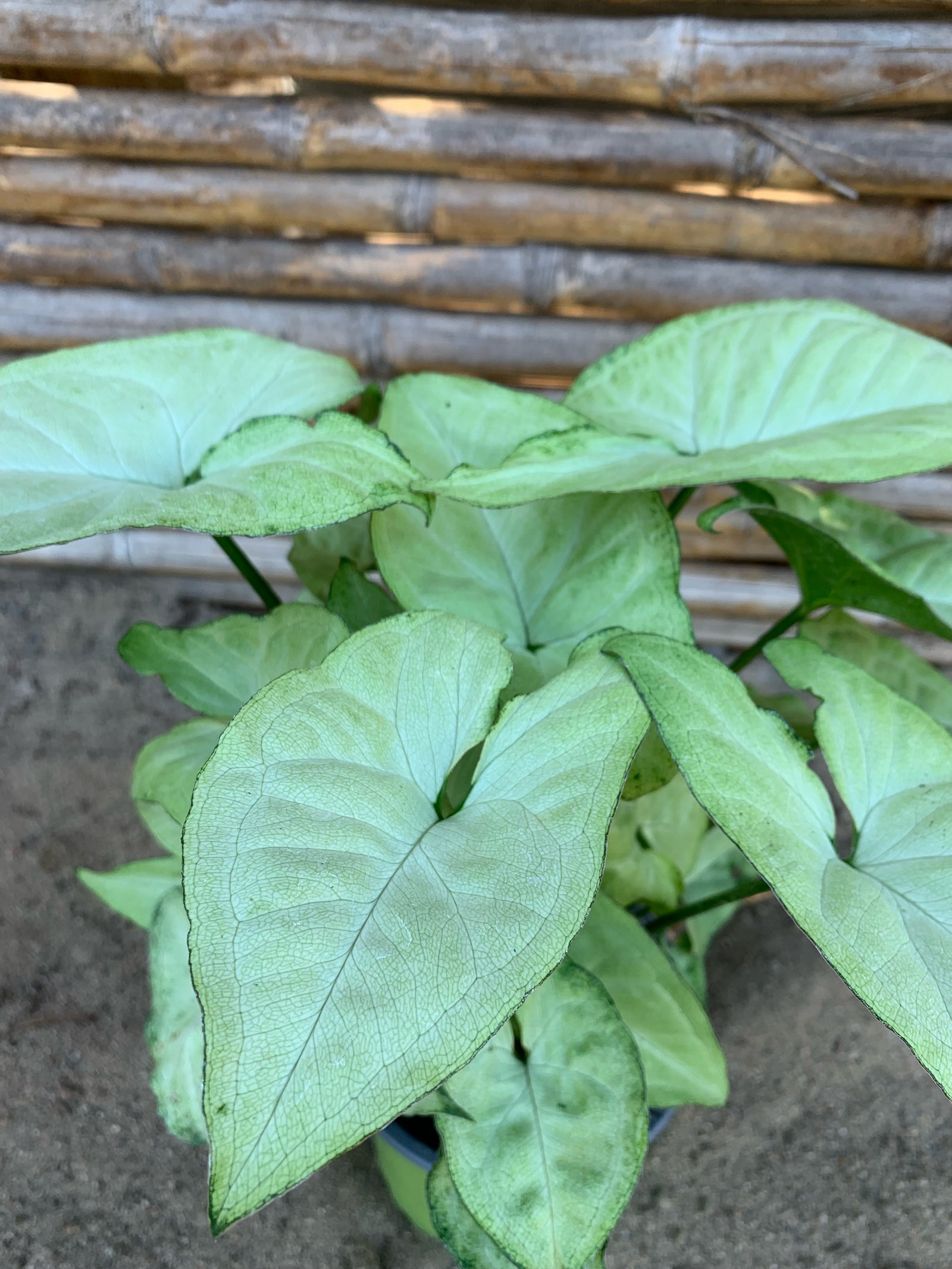 Singonio - Syngonium