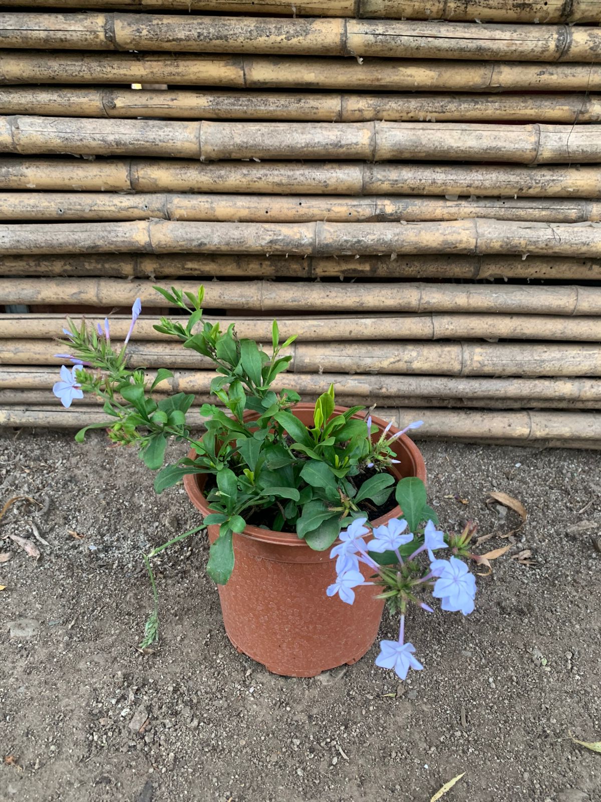 Plumbago