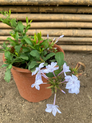 Plumbago