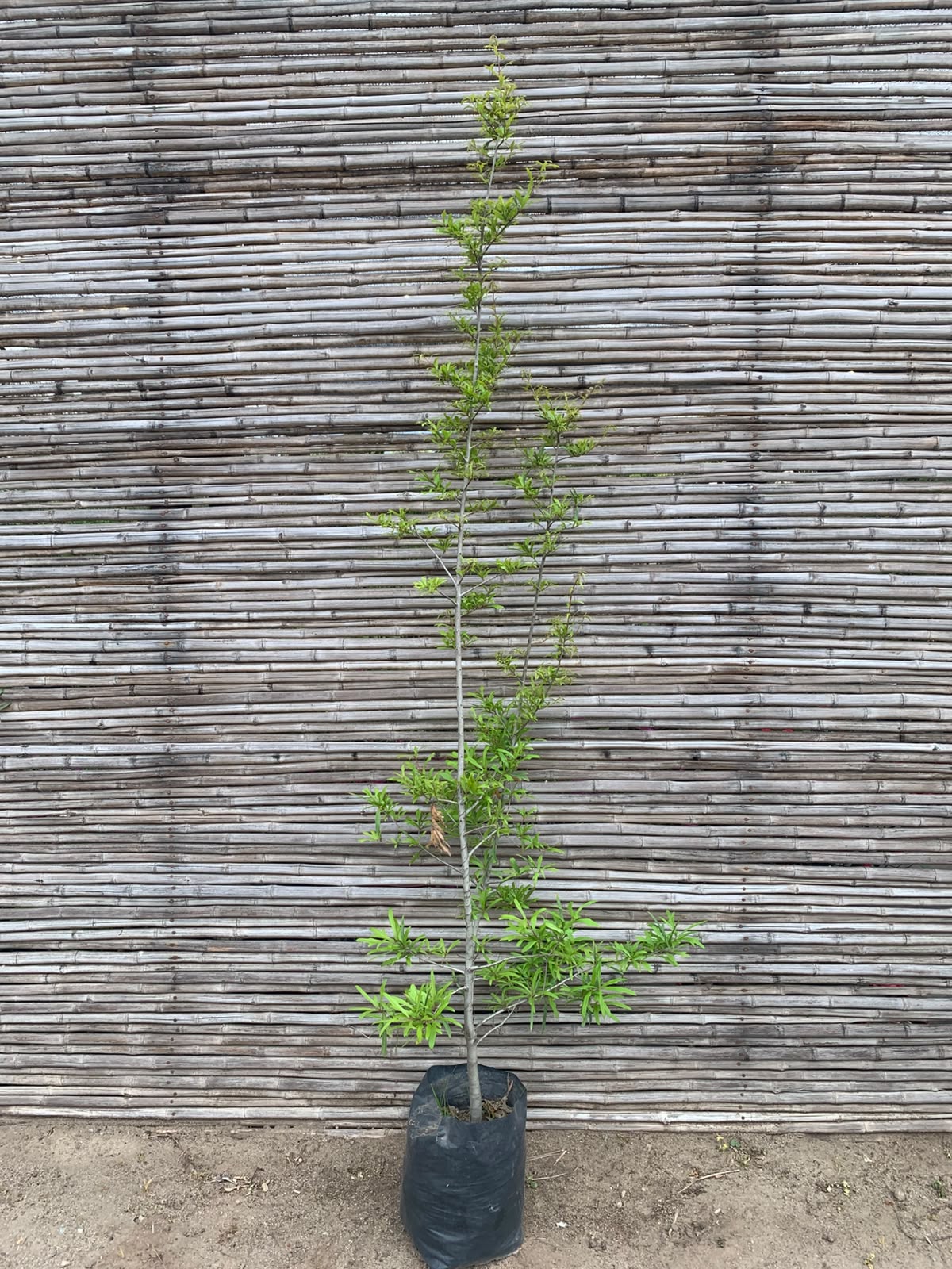 Roble Américano - Quercus rubra (2.2 - 2.8 m)