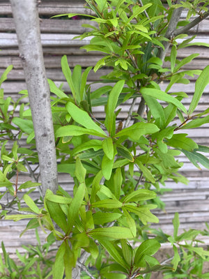 Roble Américano - Quercus rubra (2.2 - 2.8 m)