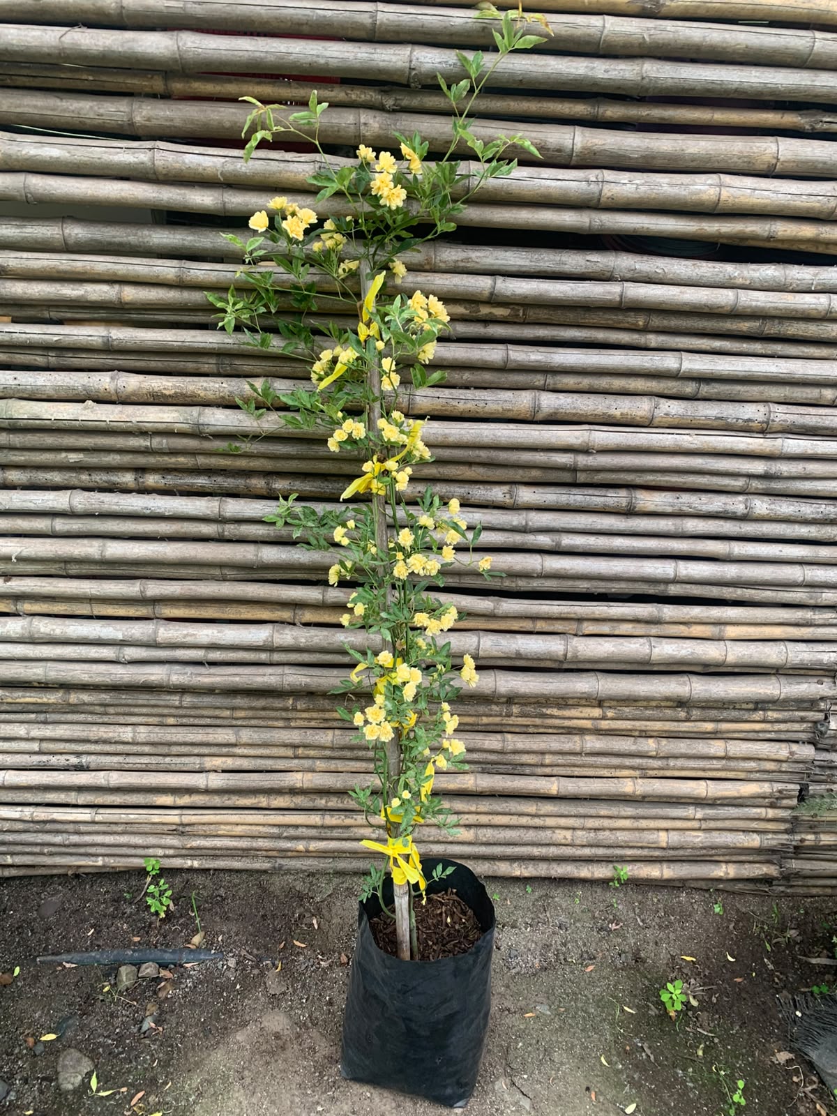 Rosa Bang amarilla -  Rosa 'Yellow Bang'