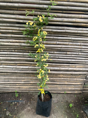 Rosa Bang amarilla -  Rosa 'Yellow Bang'