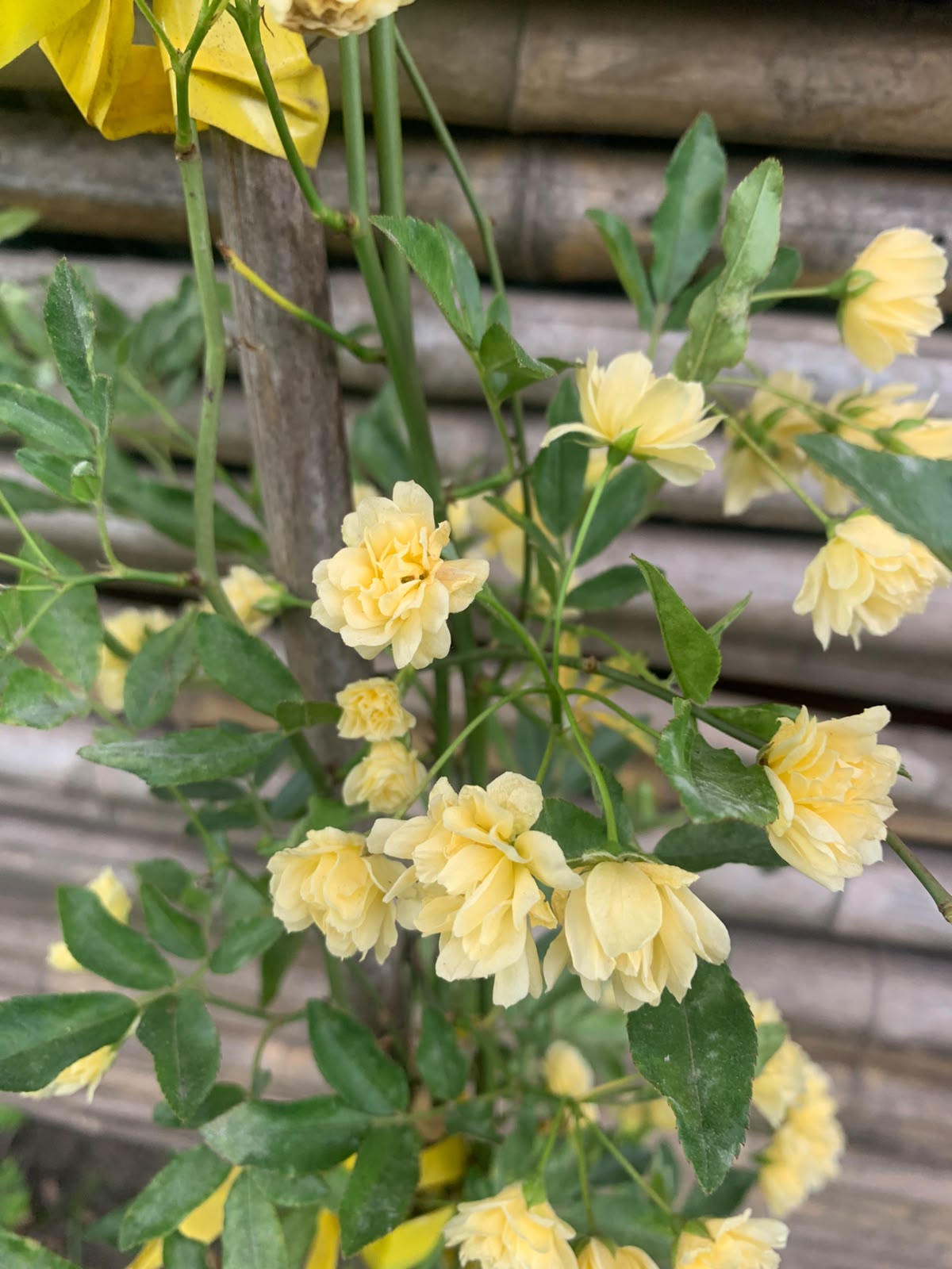 Rosa Bang amarilla -  Rosa 'Yellow Bang'