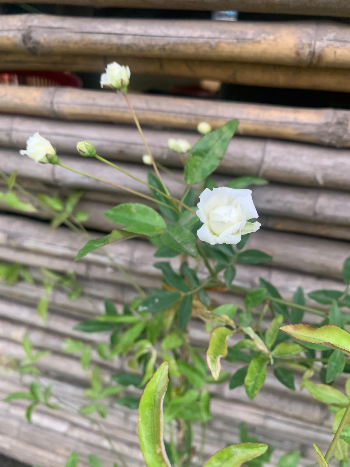 Rosa Bang blanca -  Rosa 'White Bang'