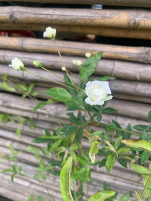 Rosa Bang blanca -  Rosa 'White Bang'