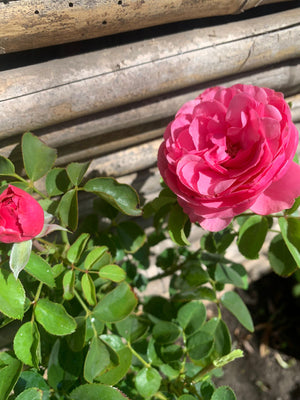 Rosa María callas Floribunda
