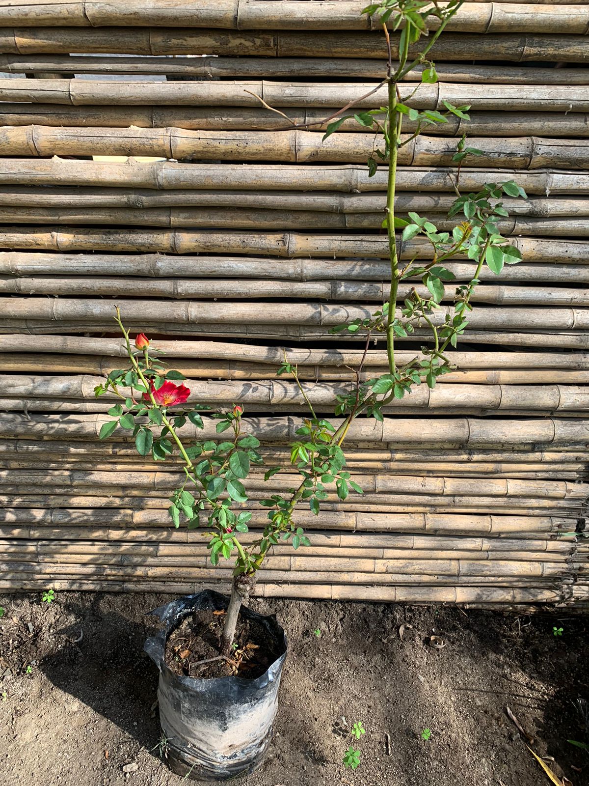 Rosa coktail roja centro amarilla