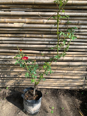 Rosa coktail roja centro amarilla