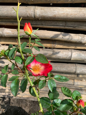 Rosa coktail roja centro amarilla