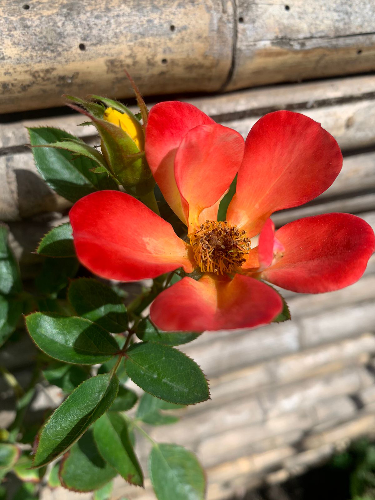 Rosa trepadora JCB