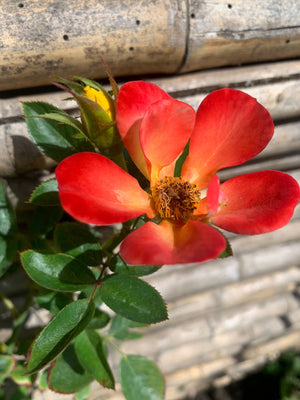 Rosa trepadora JCB