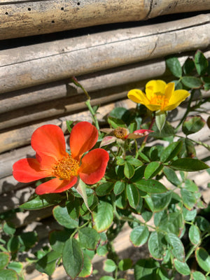 Rosa trepadora JCB