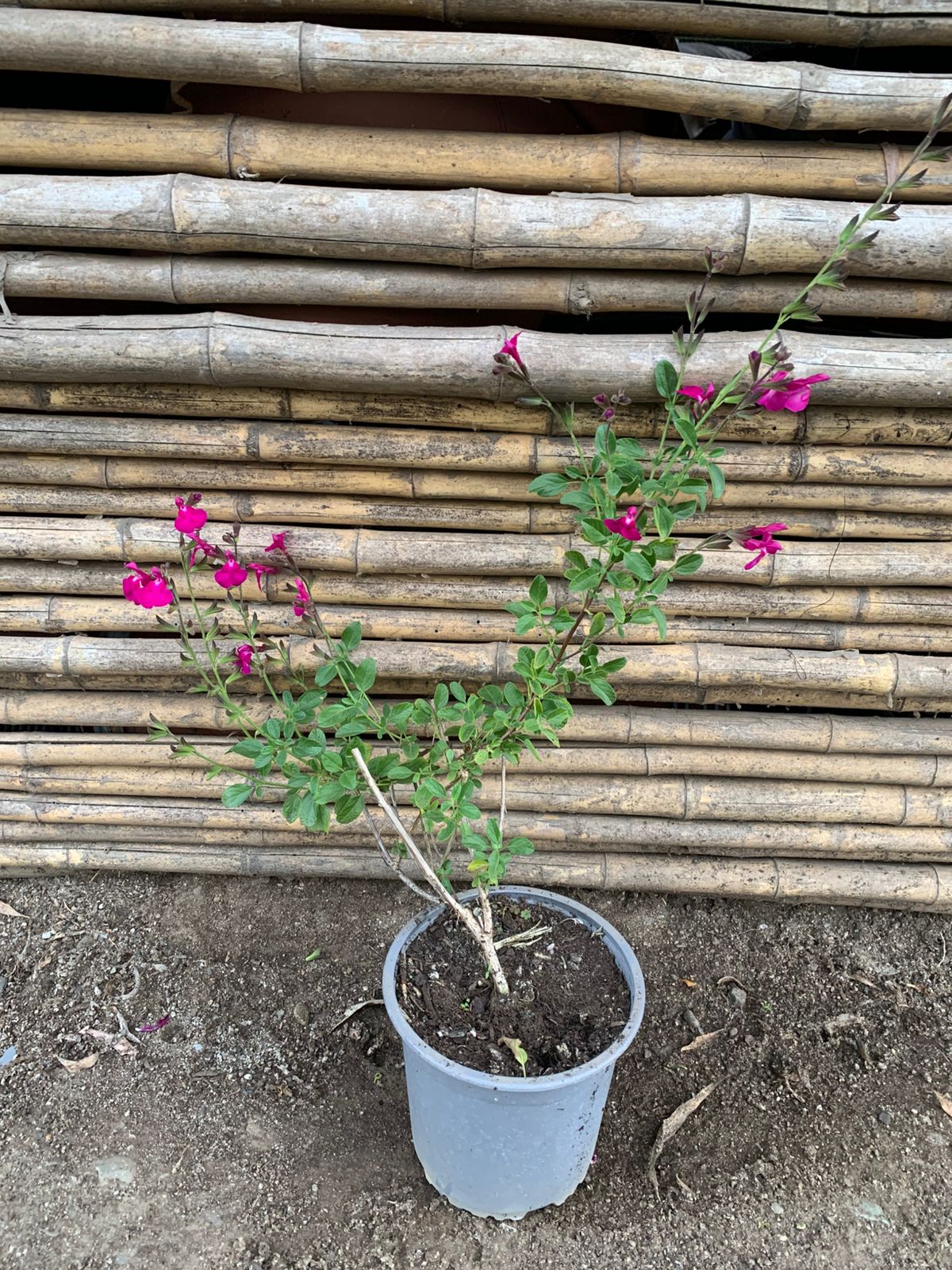 Salvia Greki fucsia
