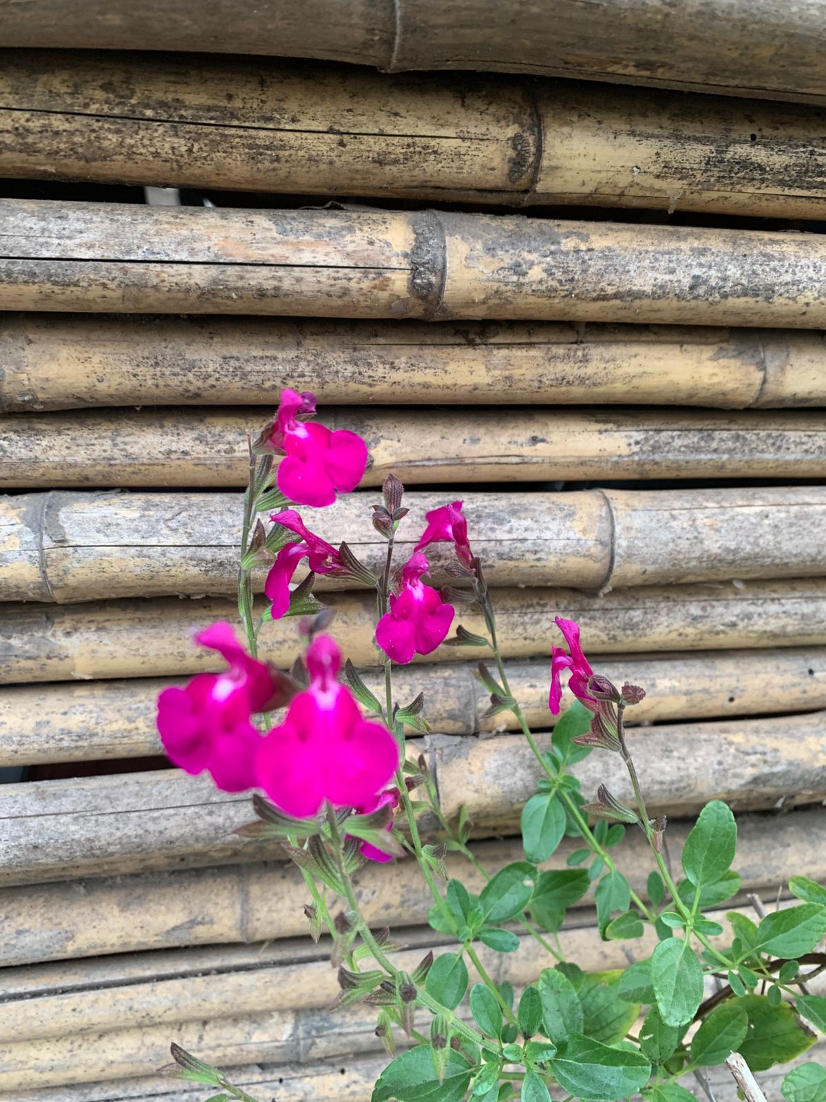 Salvia Greki fucsia