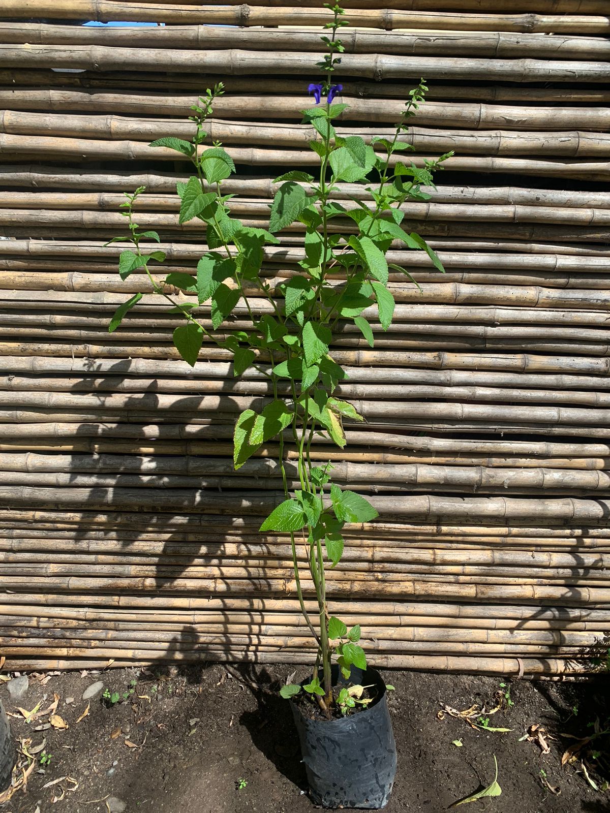 Salvia Guaranitica - Súper trouper