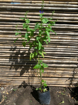 Salvia Guaranitica - Súper trouper