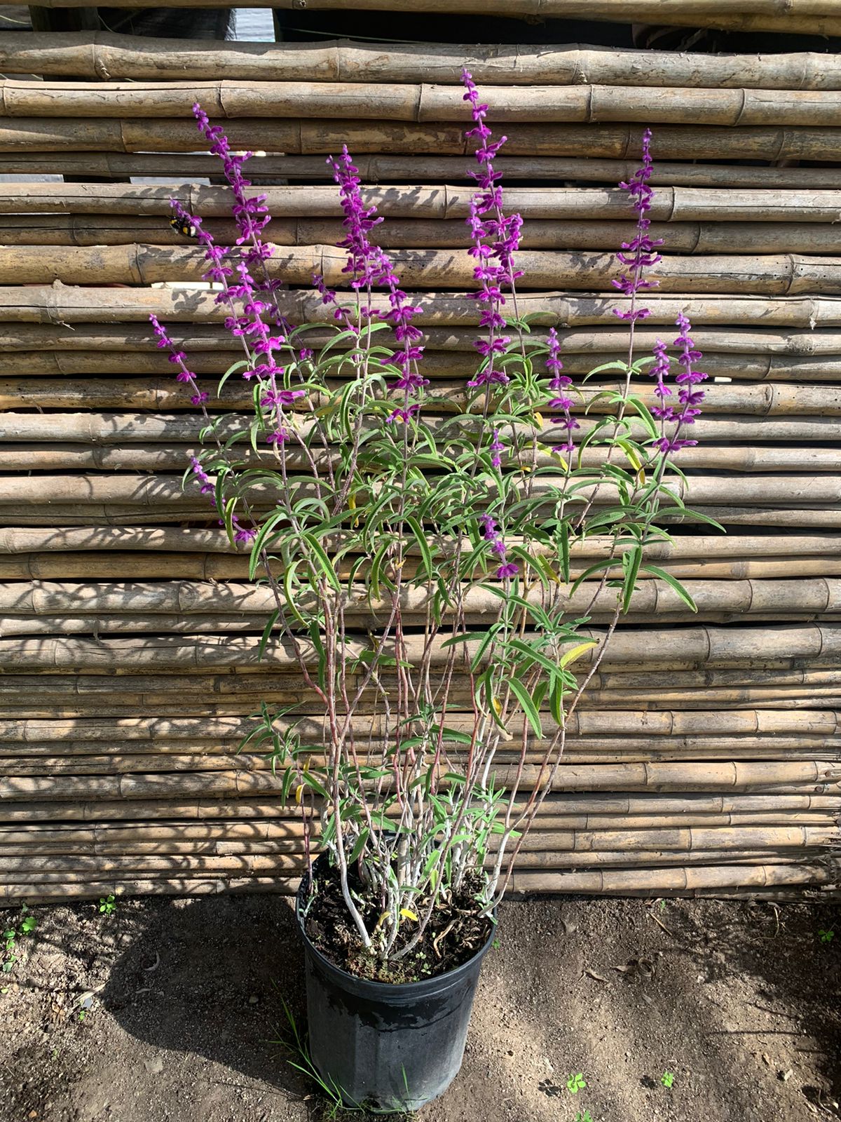 Salvia Santa Barbara Leucanta