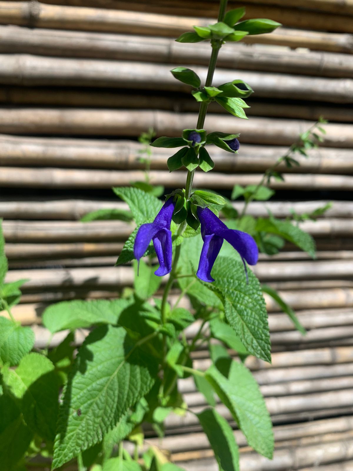 Salvia Guaranitica - Súper trouper