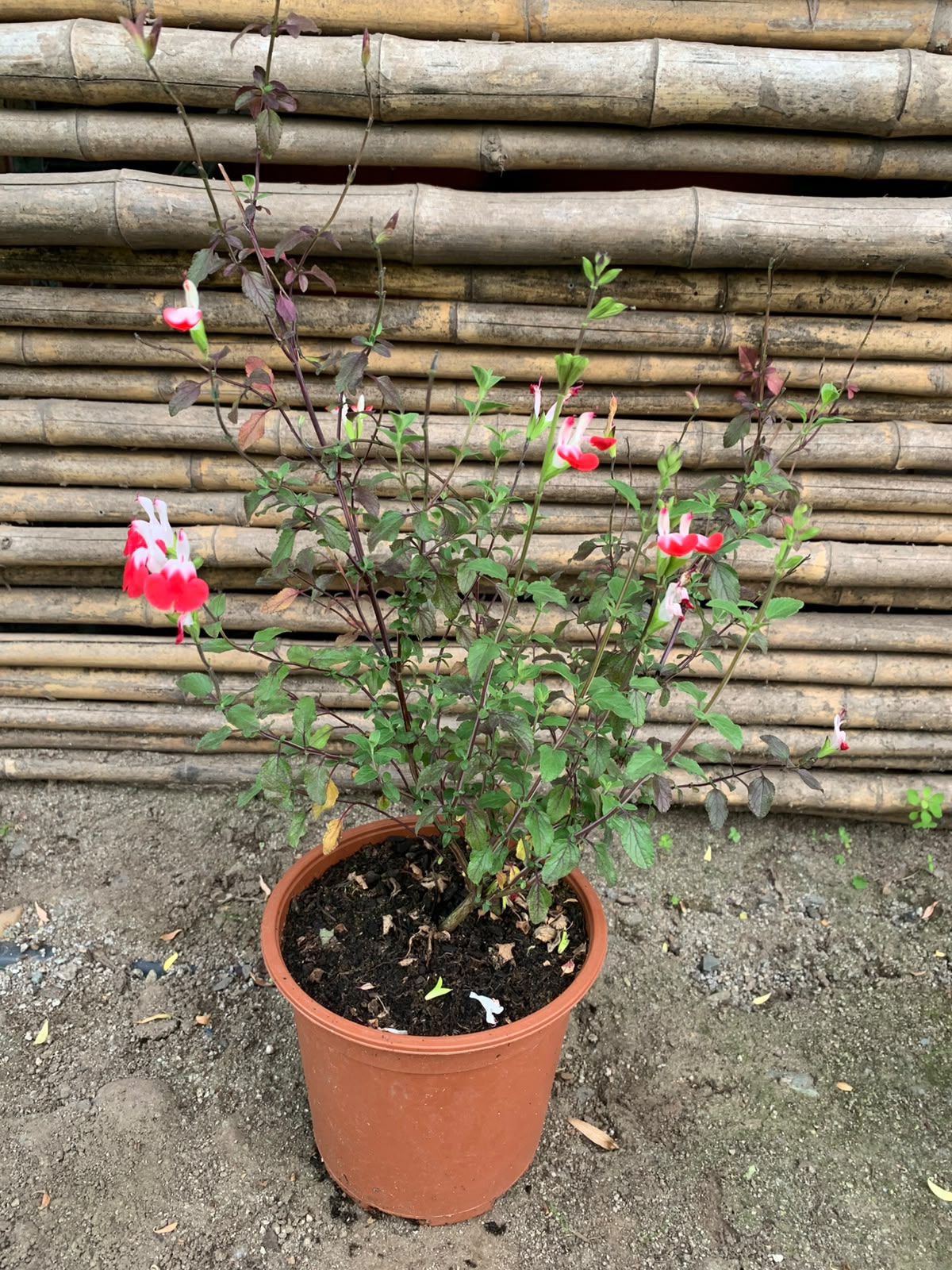 Salvia bicolor - Salvia leucantha