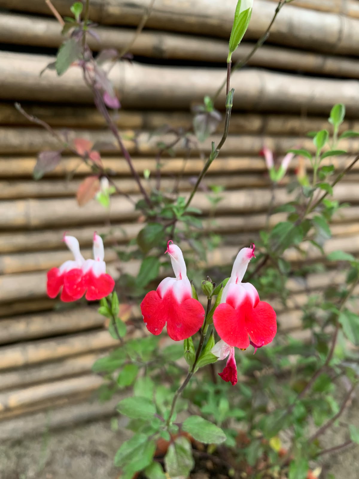 Salvia bicolor - Salvia leucantha