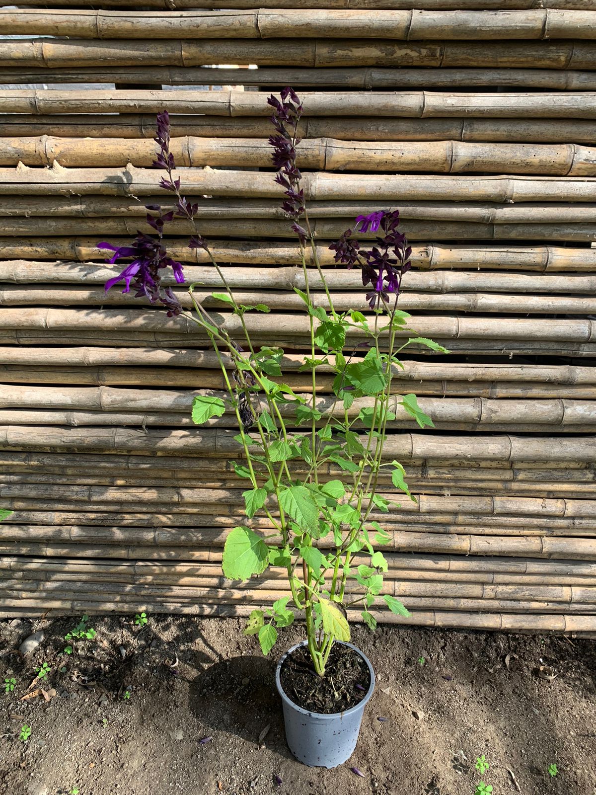 Salvia guaranitica amistad