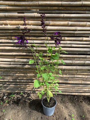 Salvia guaranitica amistad