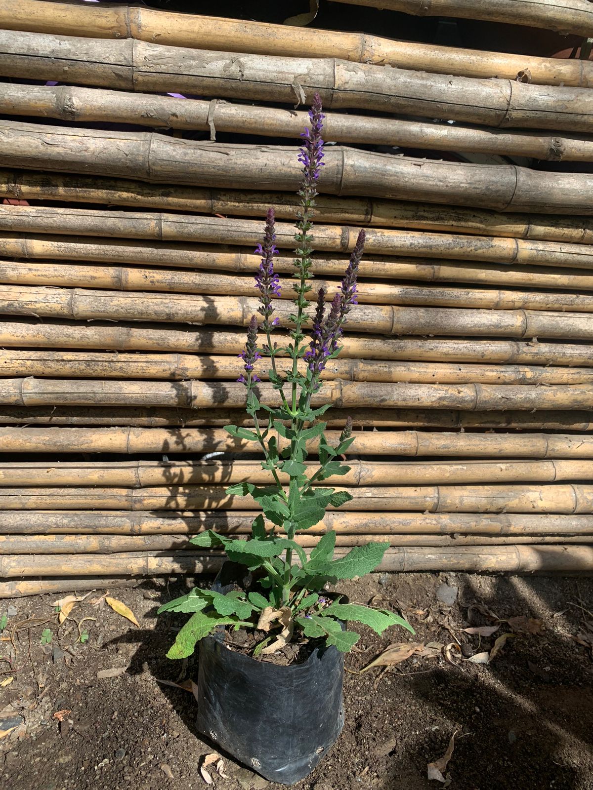 Salvia Nemorosa lila
