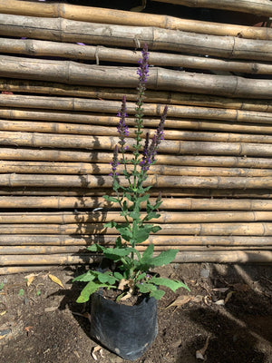 Salvia Nemorosa lila